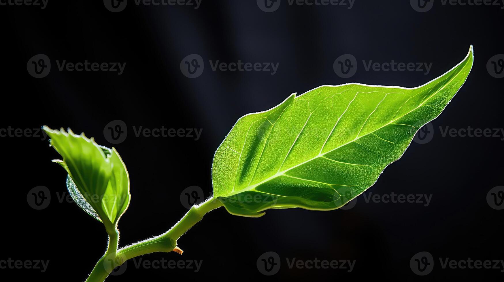 growth leaf burst photo