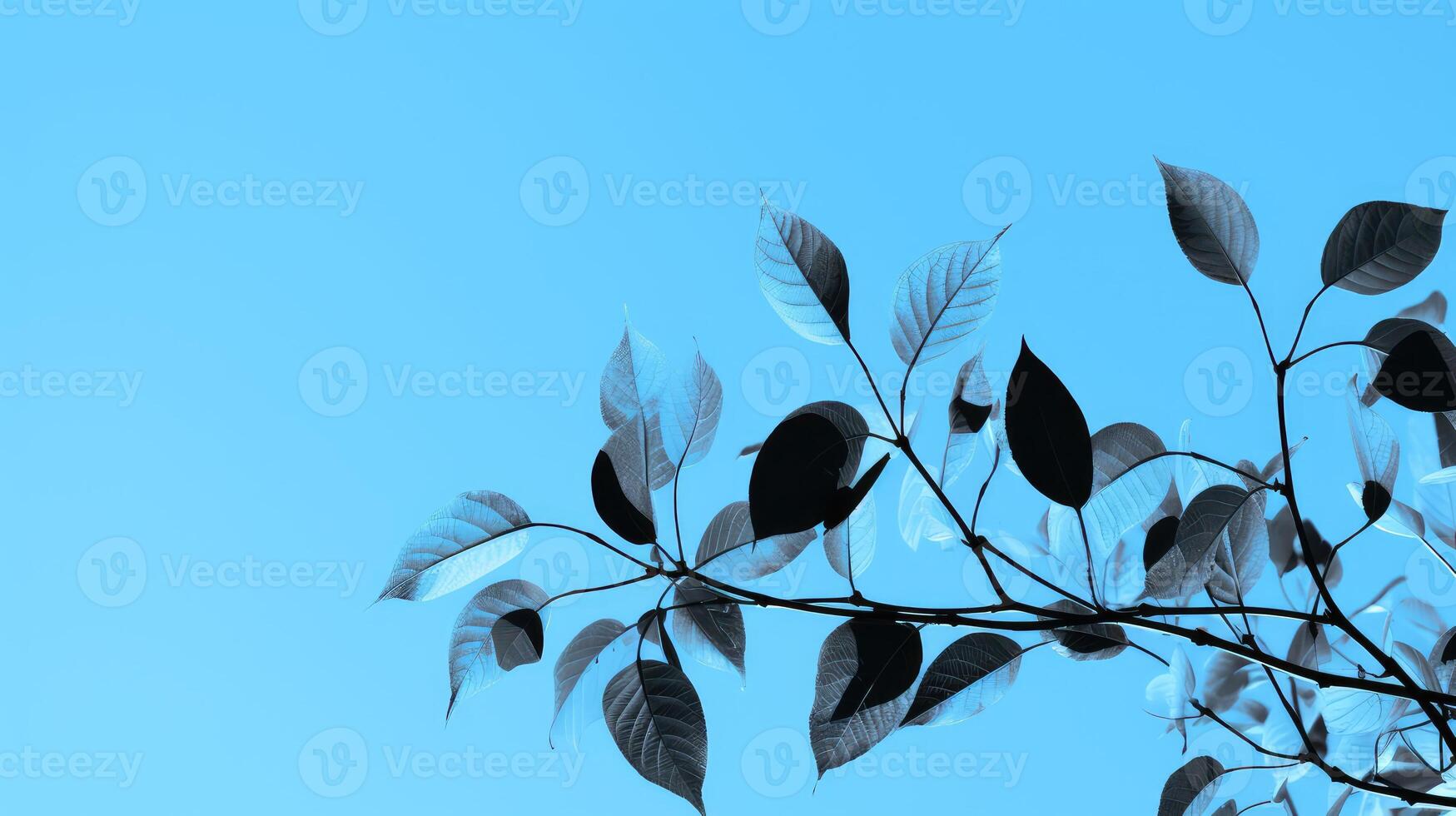 black leaves graphic photo