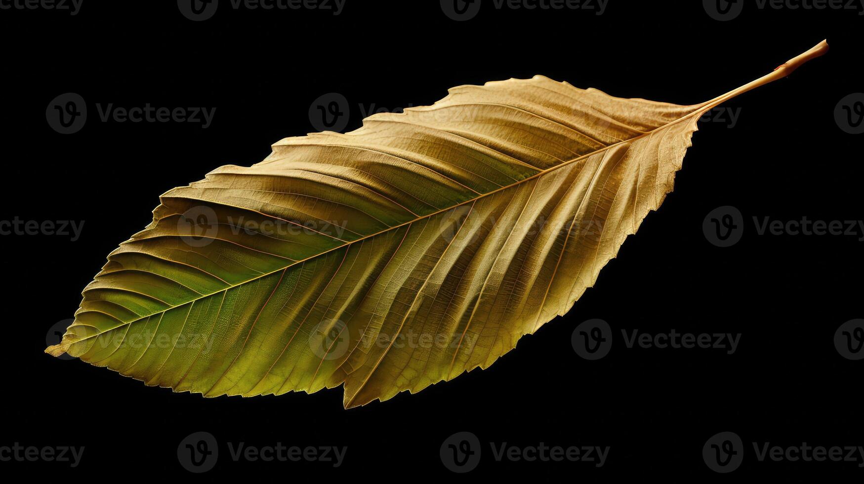 veining elm tree leaf photo