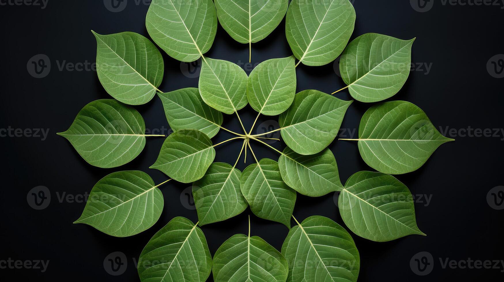 interconnectedness bodhi leaf photo