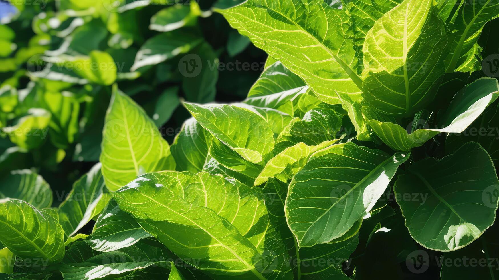 nature corner leaves photo