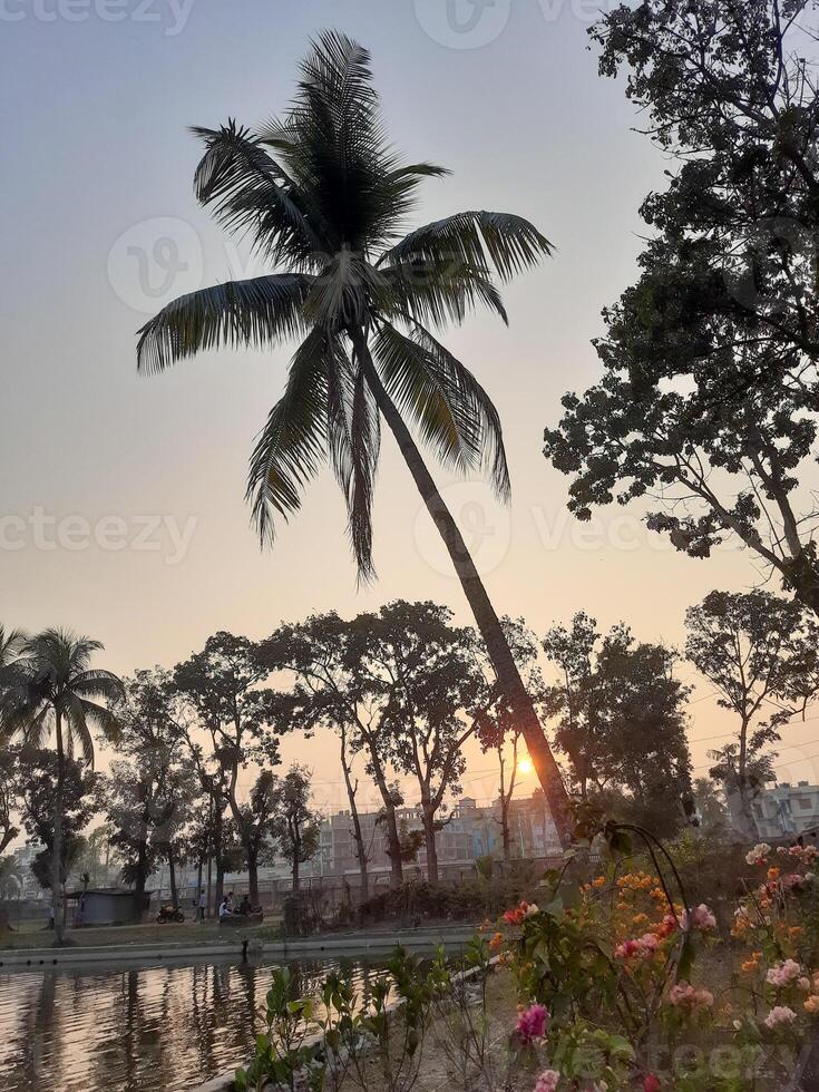 a palm tree is in the foreground of a lake photo
