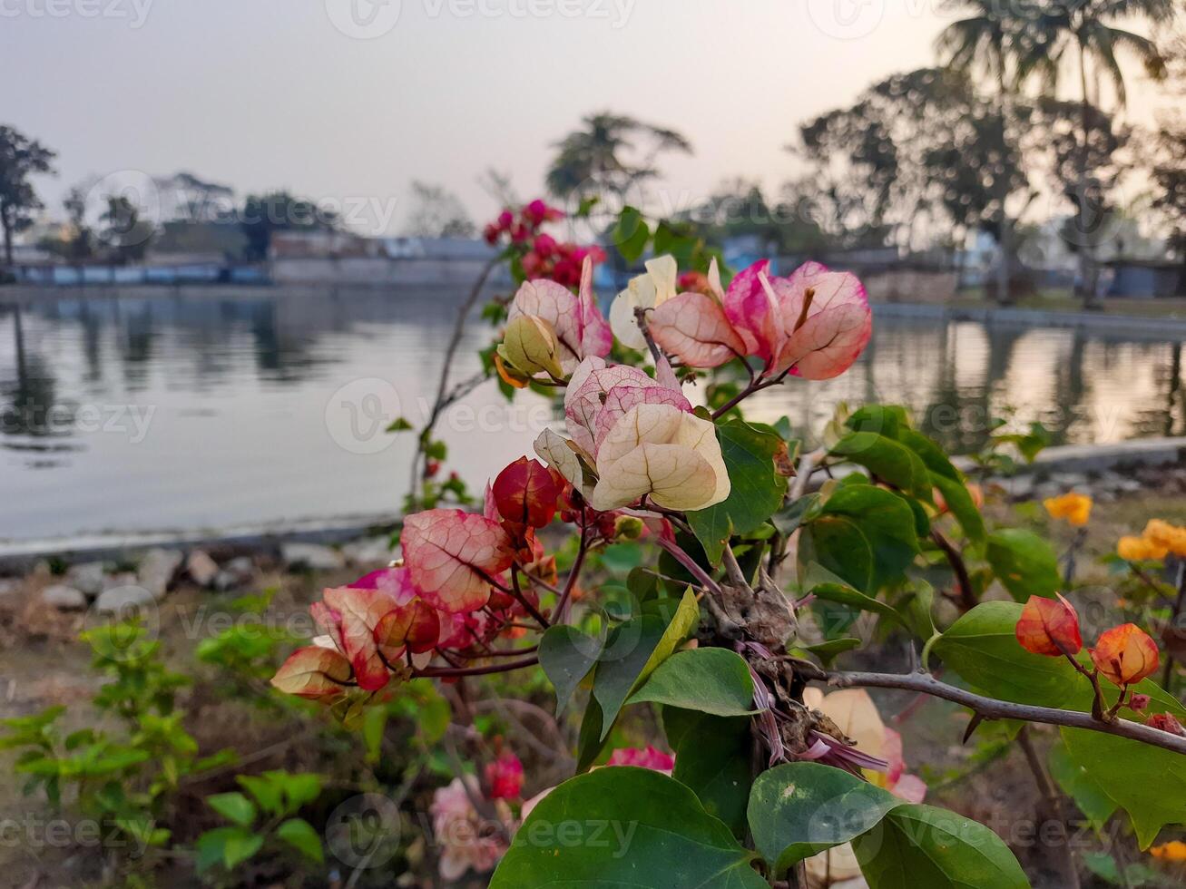 flowers in front of a lake with water in the background photo