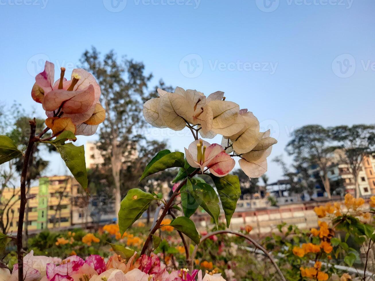flowers in bloom in the city photo