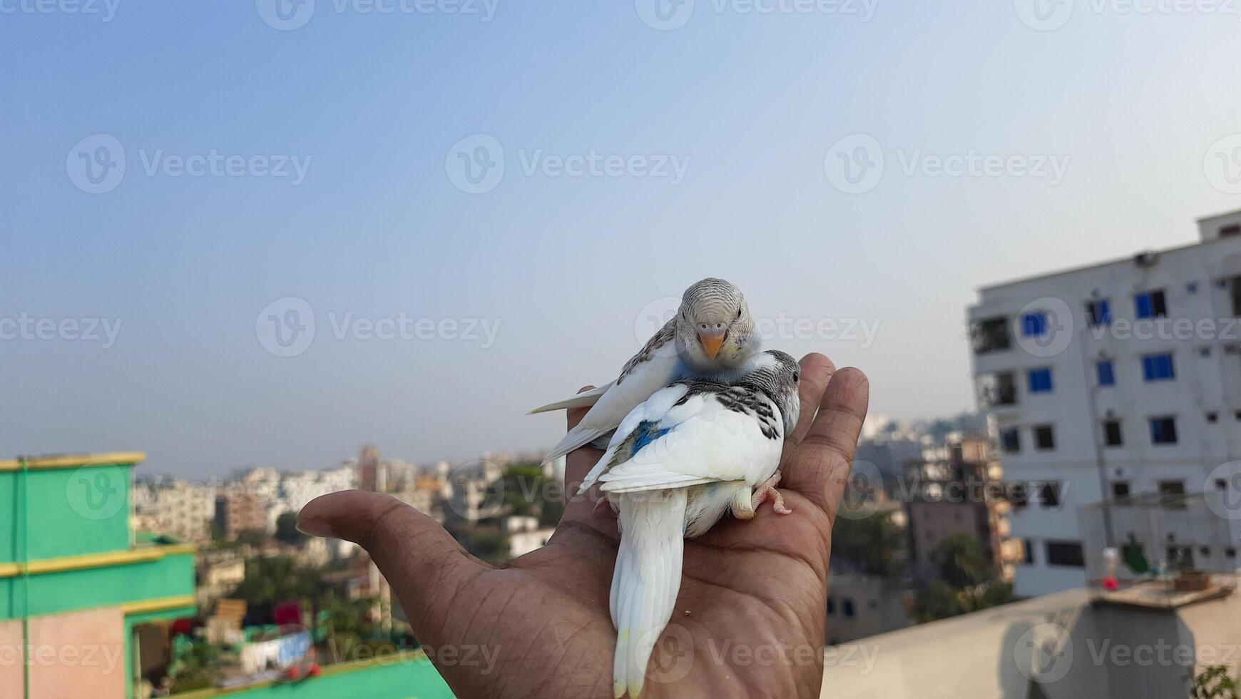 a person holding a white and blue bird on top of their hand photo
