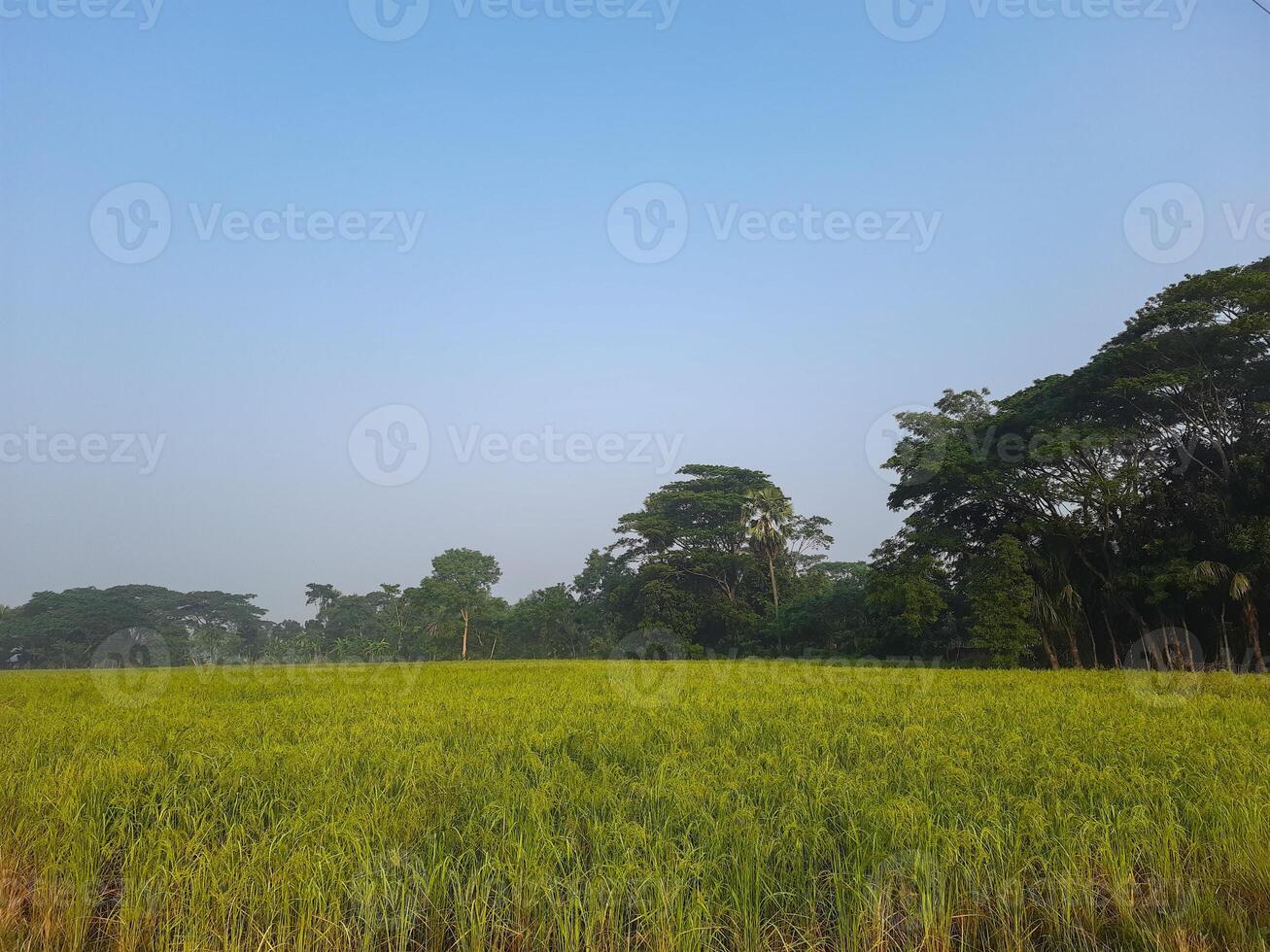 i can see a wonderful crops field photo