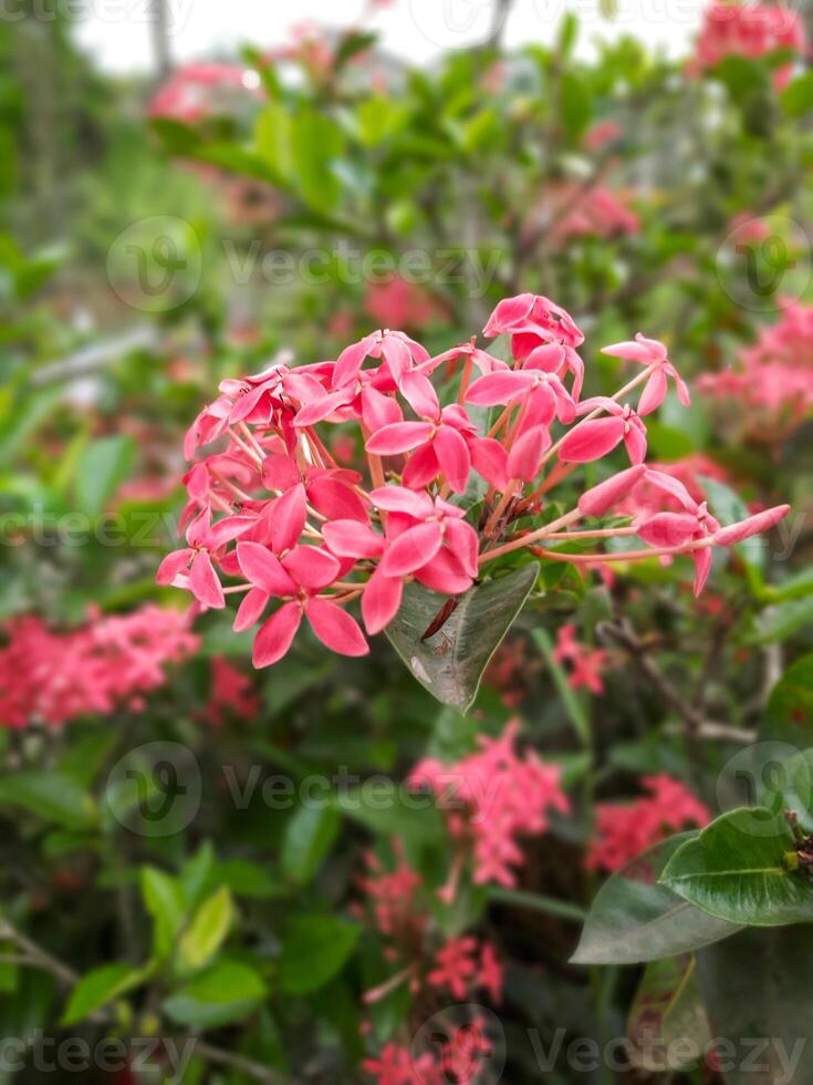 a bush with pink flowers photo