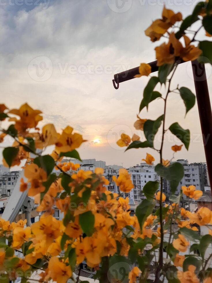 a view of the sunset from a balcony with yellow flowers photo