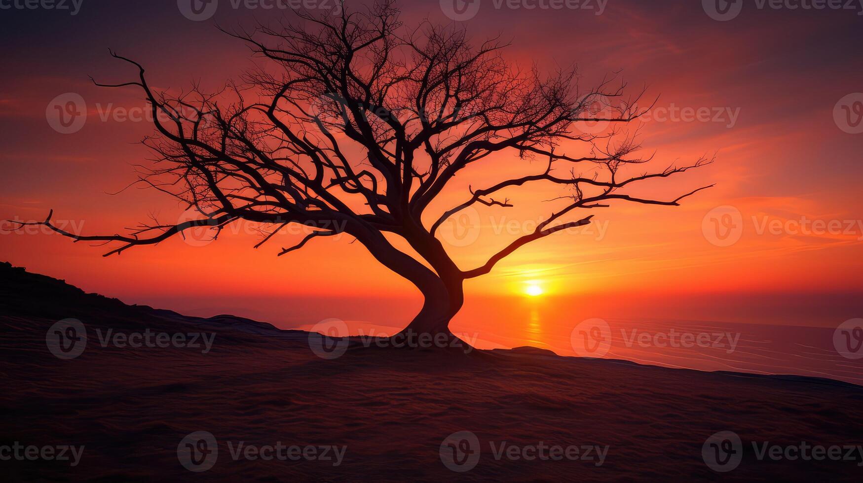 sky tree branches silhouette photo