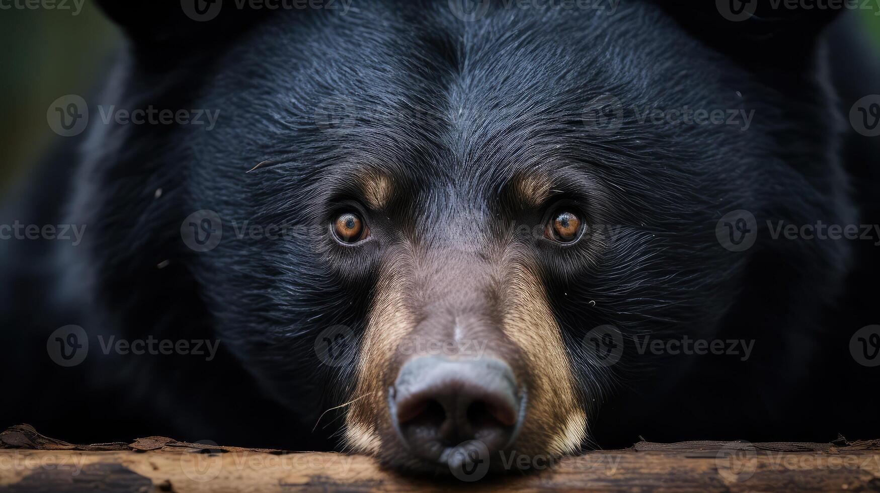 playful black bear face photo