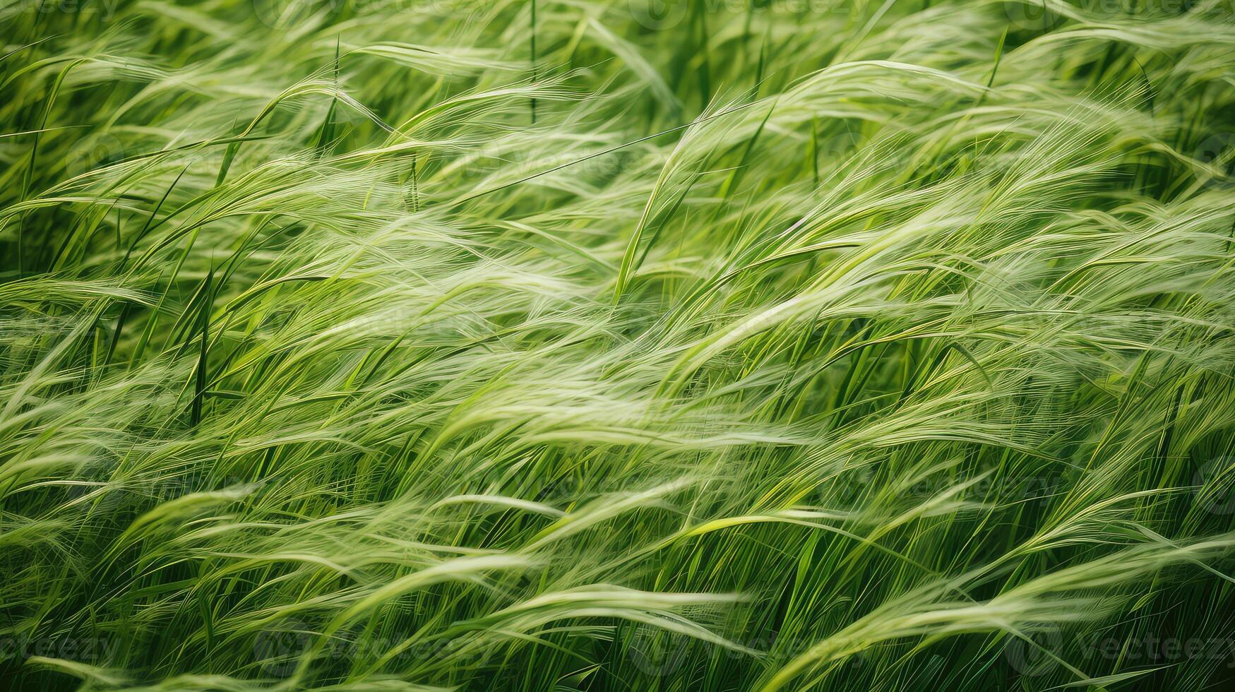 swaying grass texture pattern photo