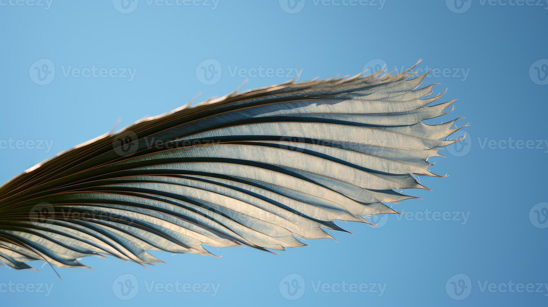 shape leaf shapes photo