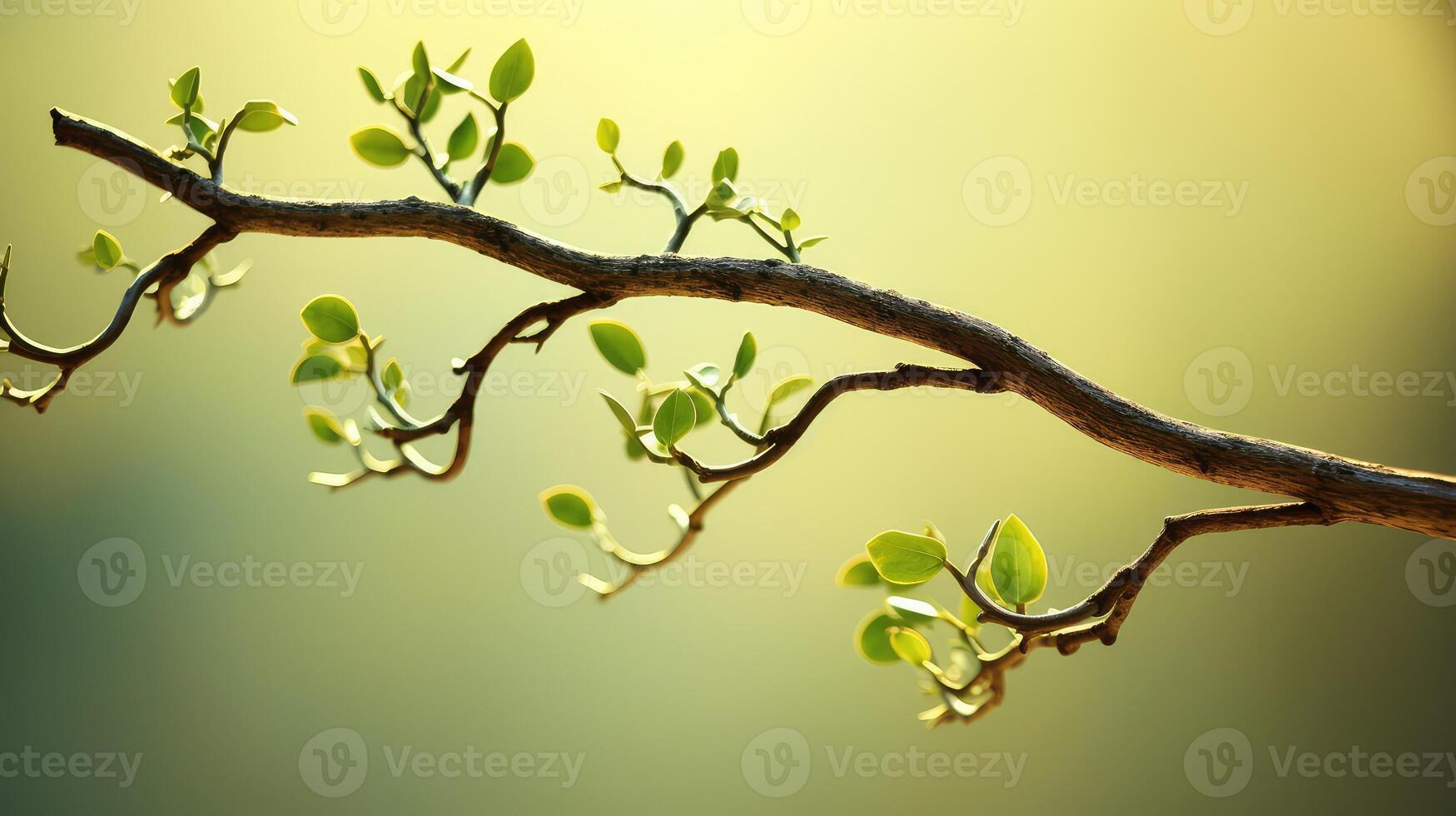 leaves tree branch invitation photo
