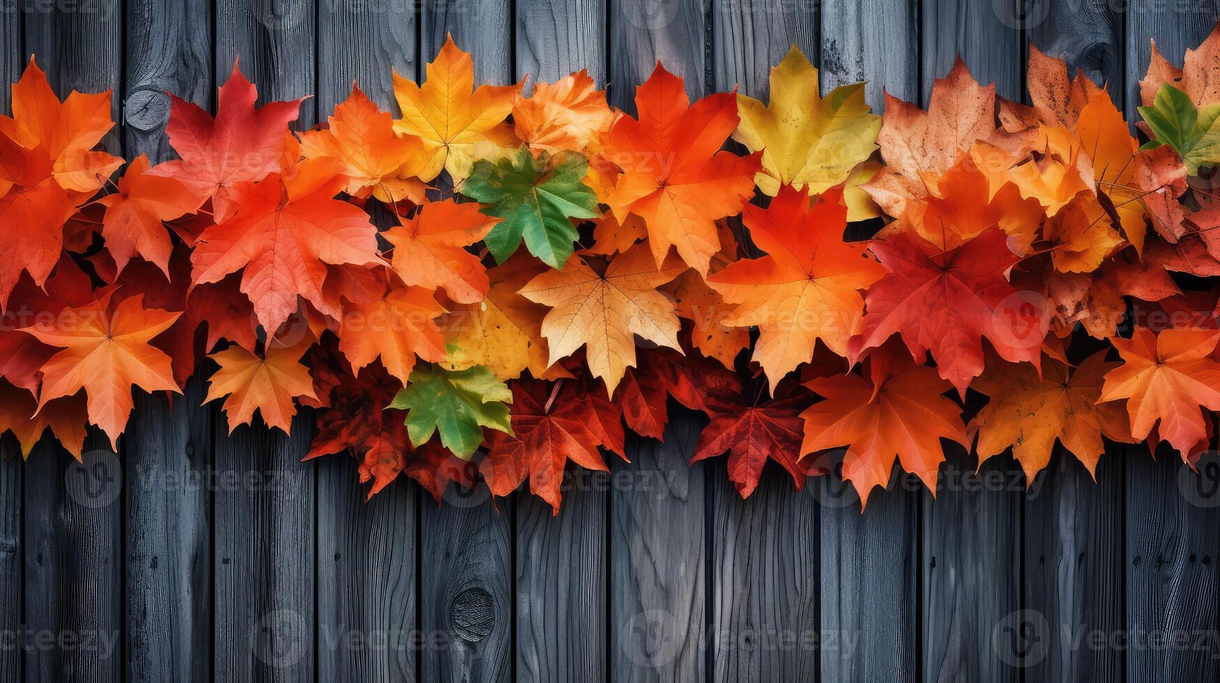 autumn leaf border fall photo