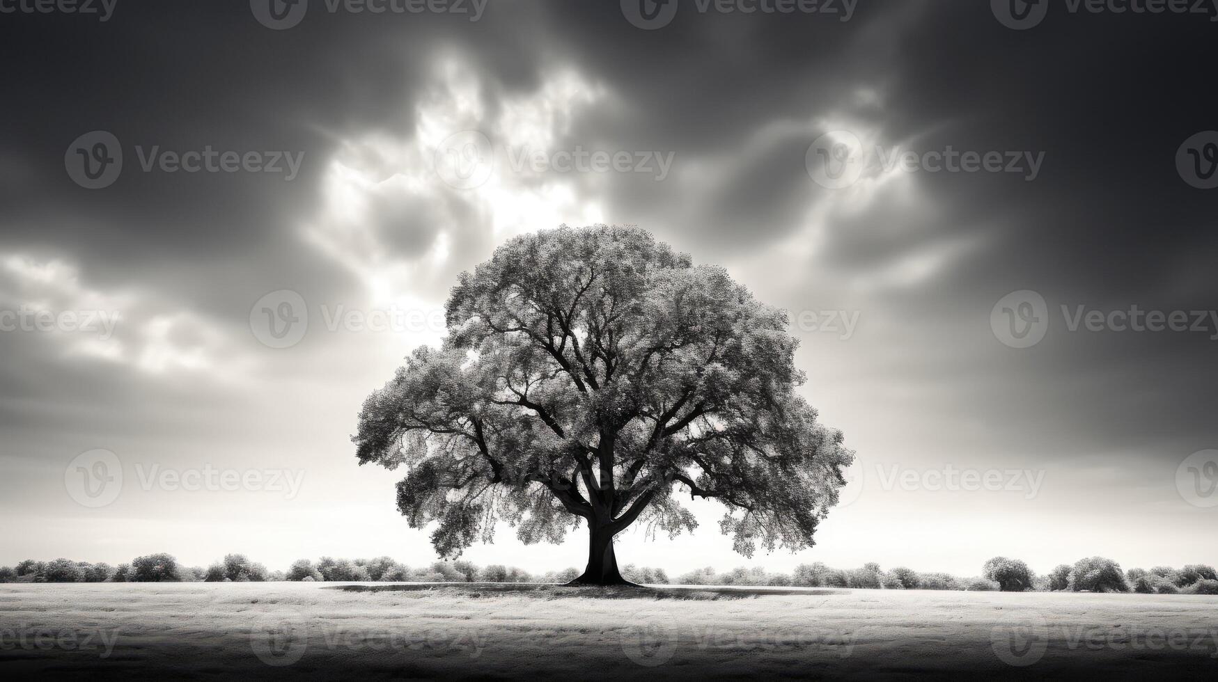 timeless black and white tree photo
