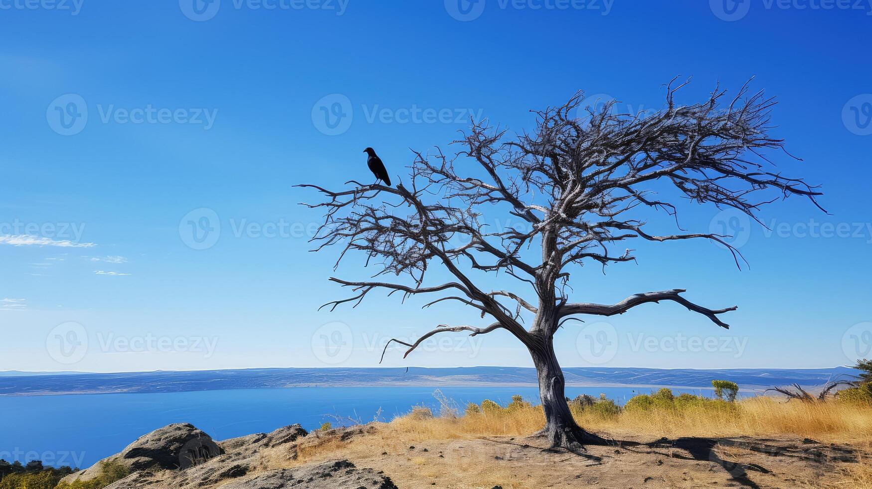 perch top of tree photo