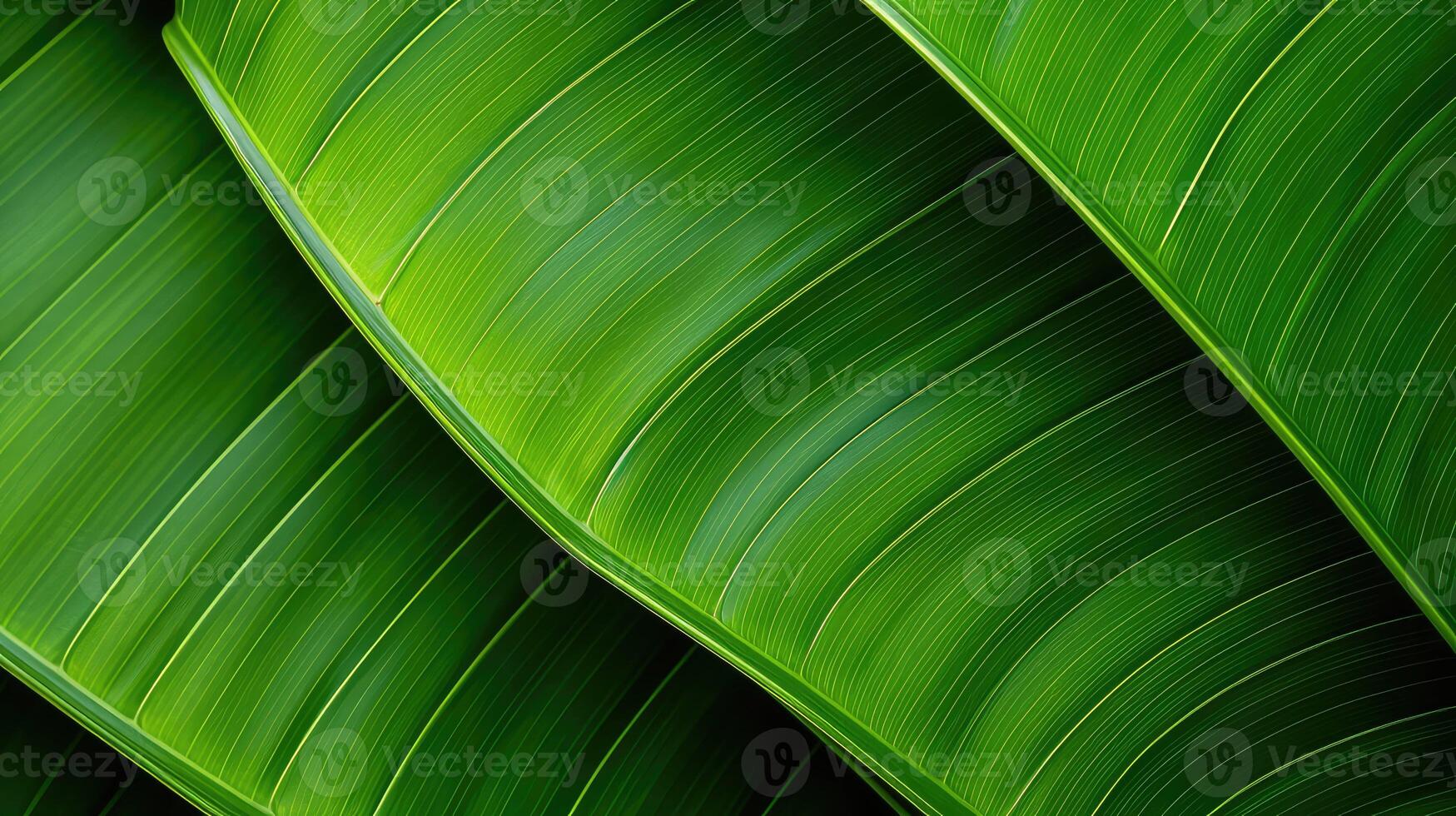 leaf tropical plant texture photo