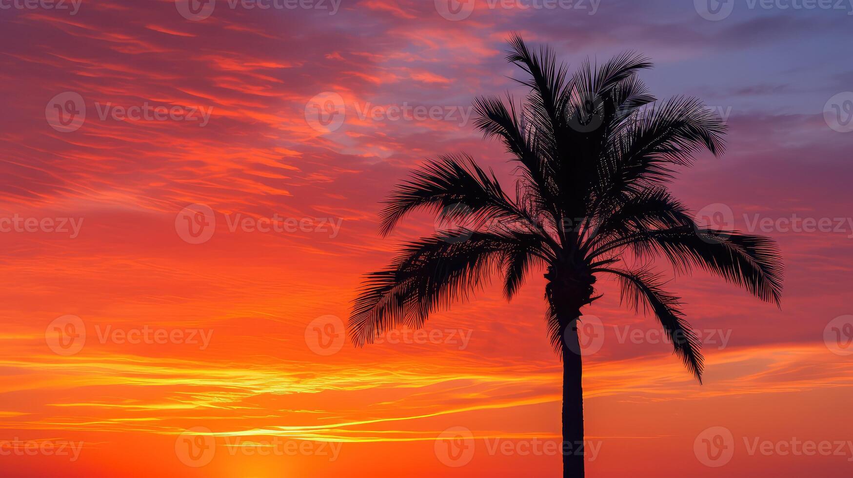 silhouette palm tree sunset photo