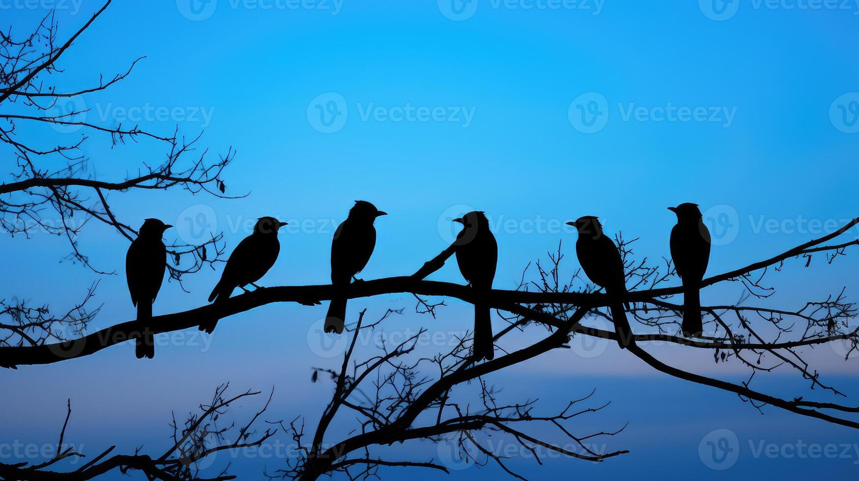tree blue jay silhouette photo
