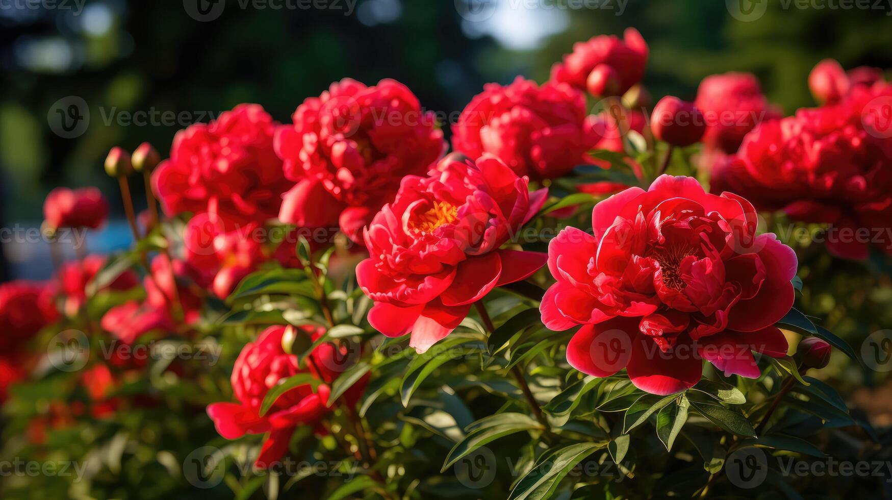 field peony red photo
