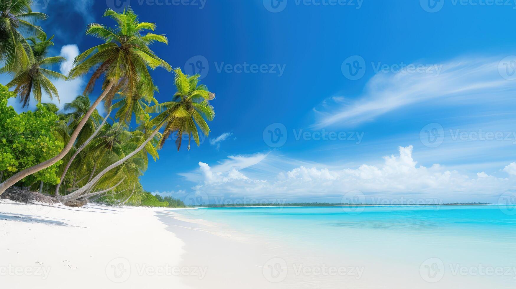 sky palm tree white photo