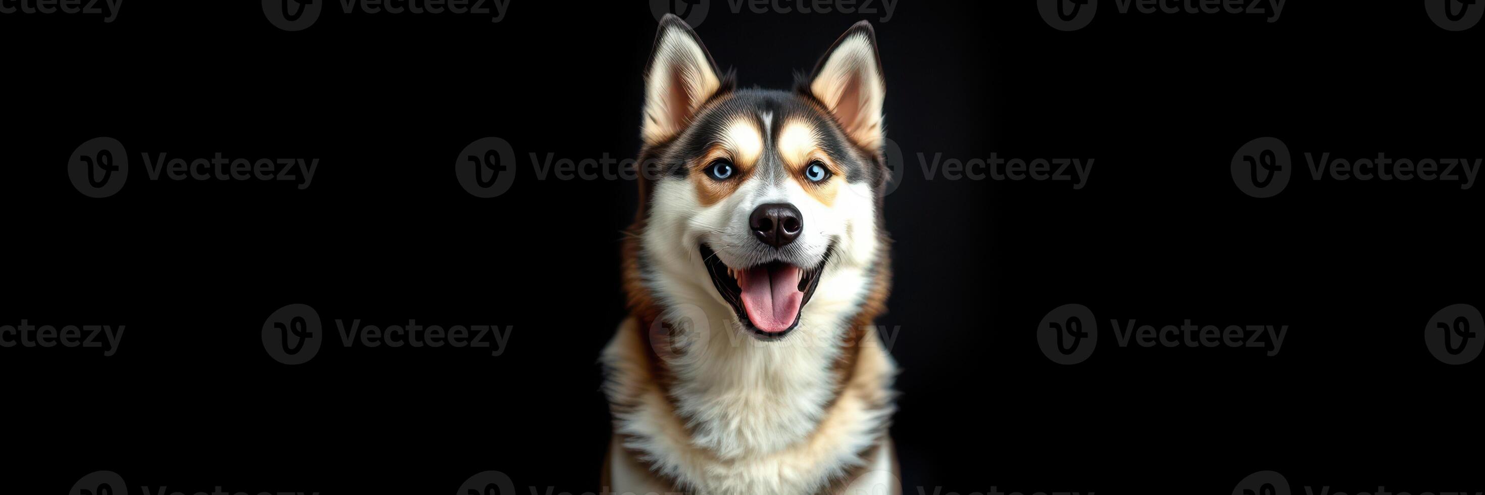 Happy Siberian Husky with a playful expression against a dark background photo