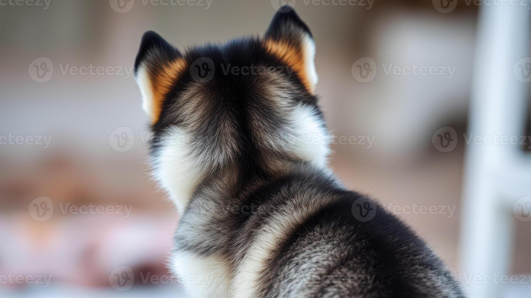 Cute husky puppy looking out from the indoor space on a cozy morning photo