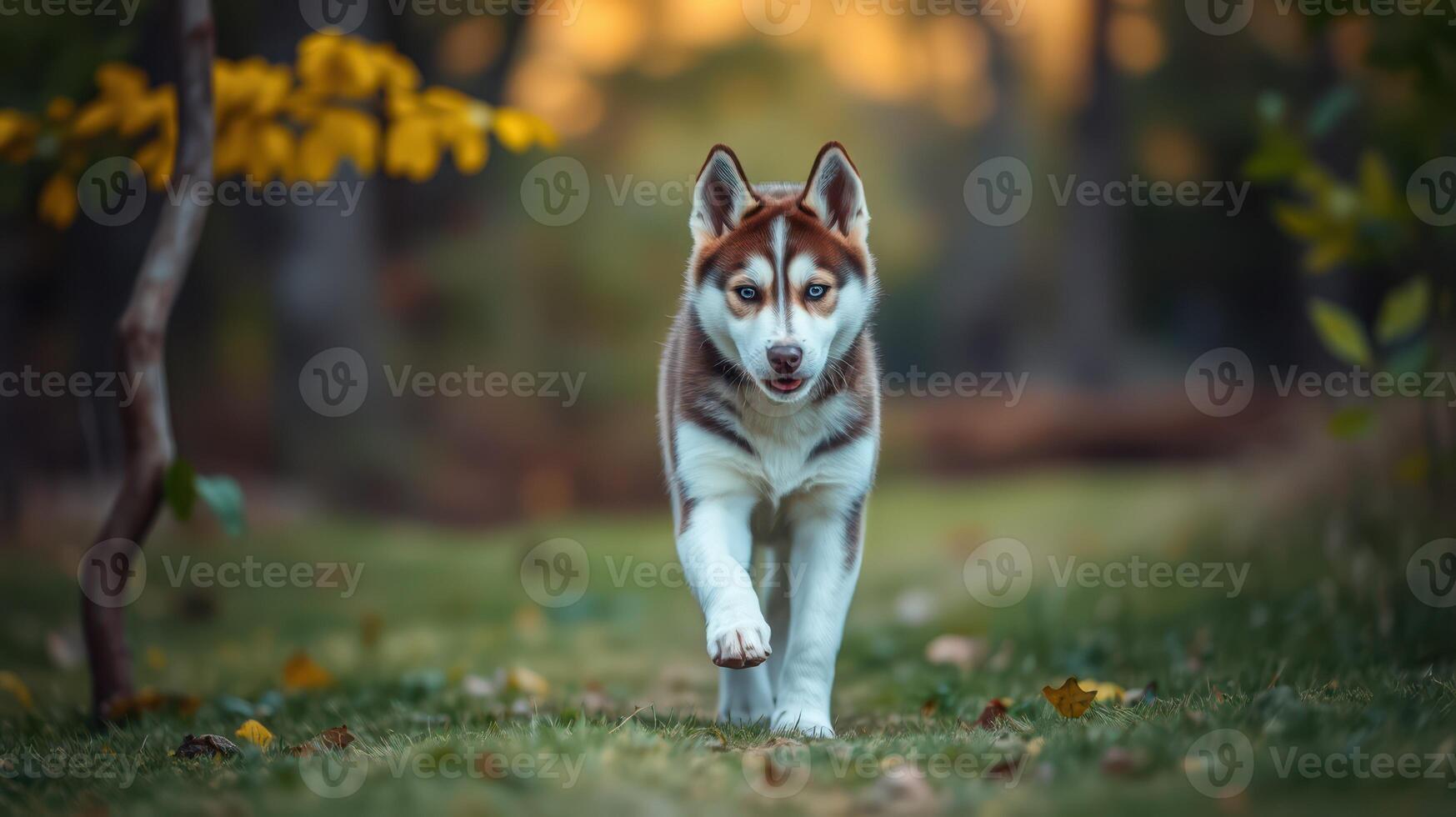 Siberian husky walks confidently along a forest path during autumn afternoon light photo