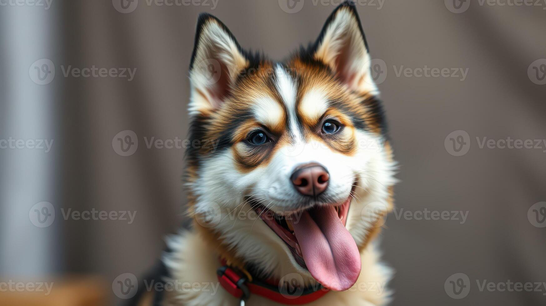Husky dog with playful expression in cozy indoor setting during daylight photo