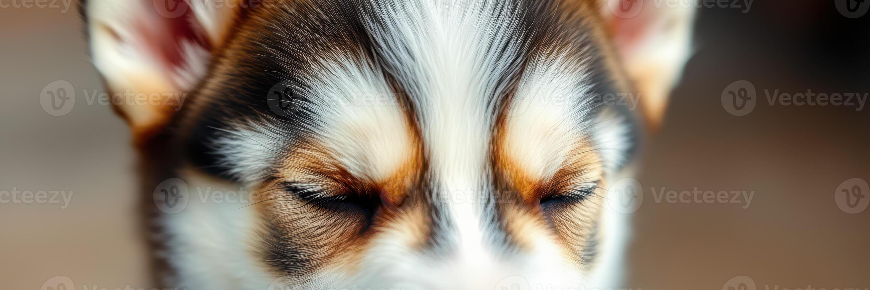 Close-up of a sleeping puppy with closed eyes, capturing the essence of a peaceful moment at home photo