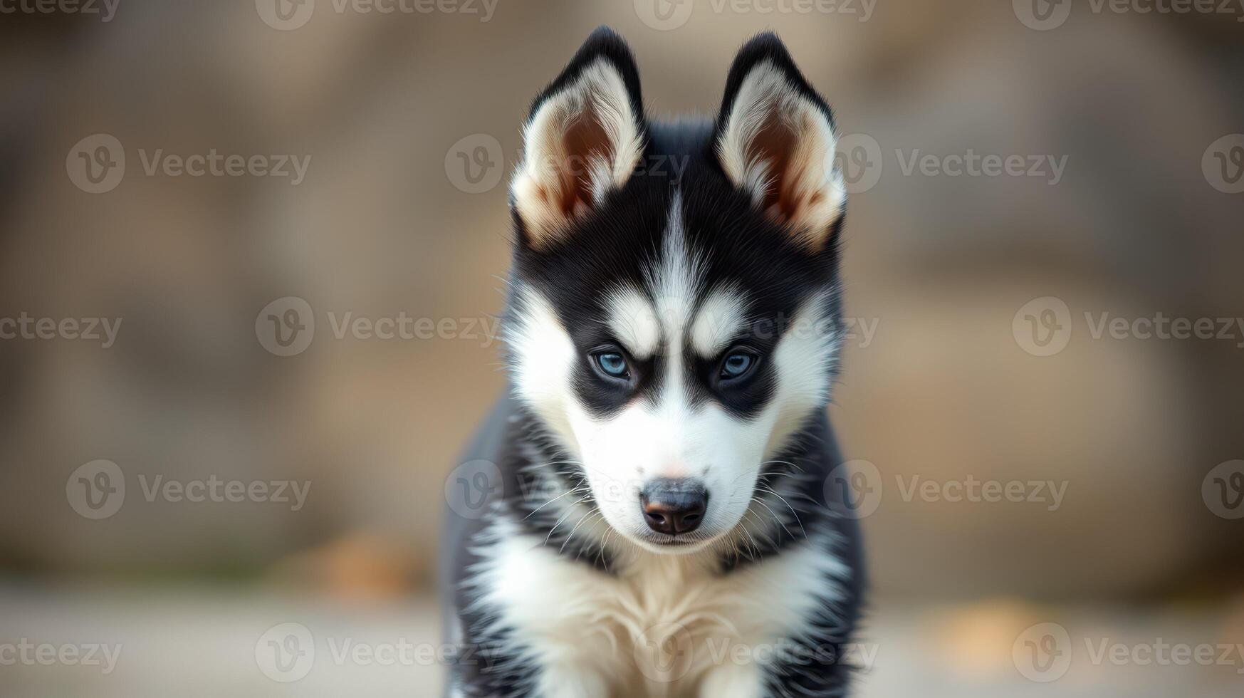 Cute black and white husky puppy exploring a natural setting during daytime photo