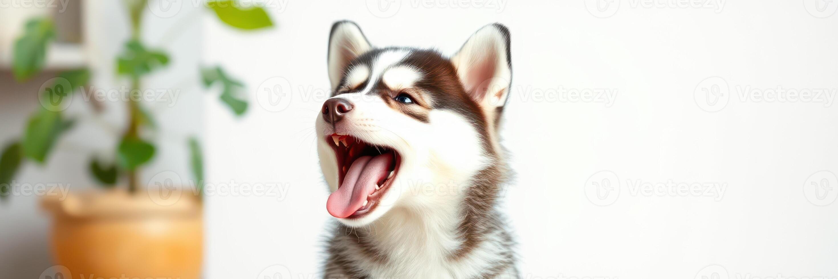 Happy husky puppy yawns while sitting indoors in a well-lit room with plants and warm tones photo