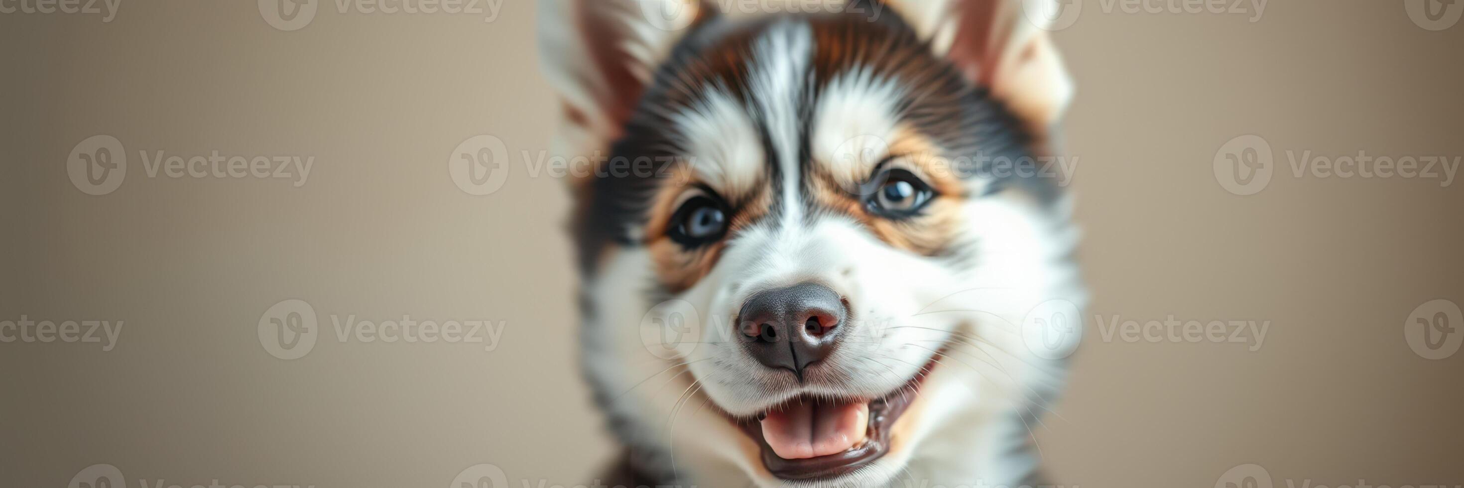 Happy husky puppy posing indoors with a playful expression and bright eyes photo