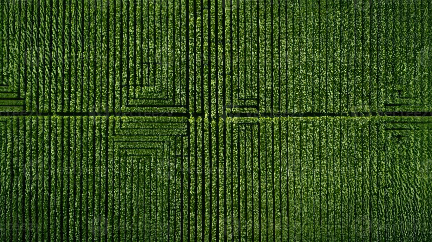 patterns green wheat field photo
