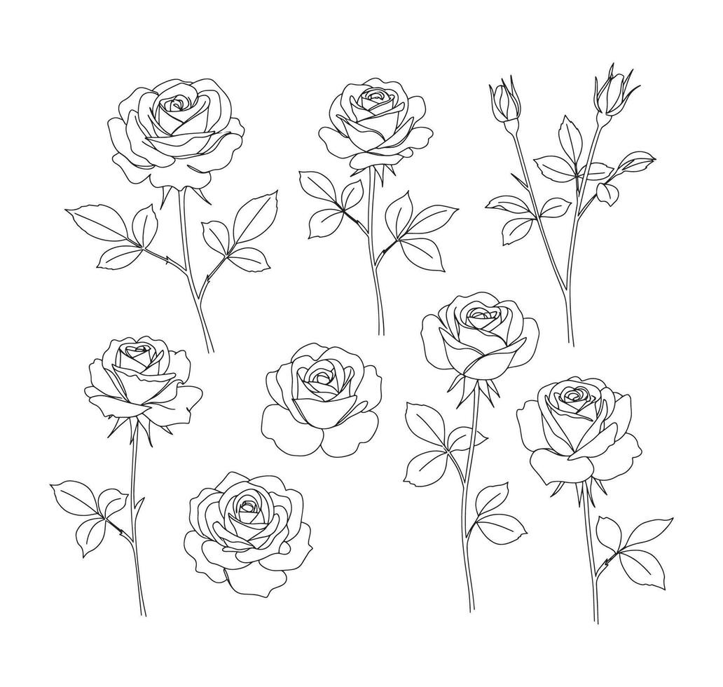 Rose Line Art Illustrations Set vector