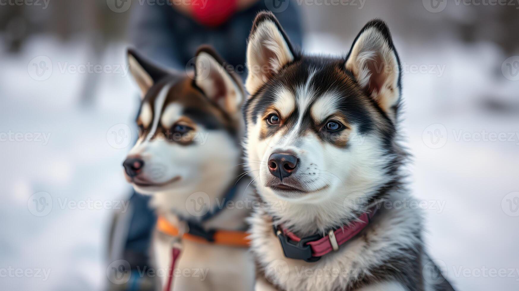 Two huskies sitting together in a snowy landscape during a winter day outdoors photo