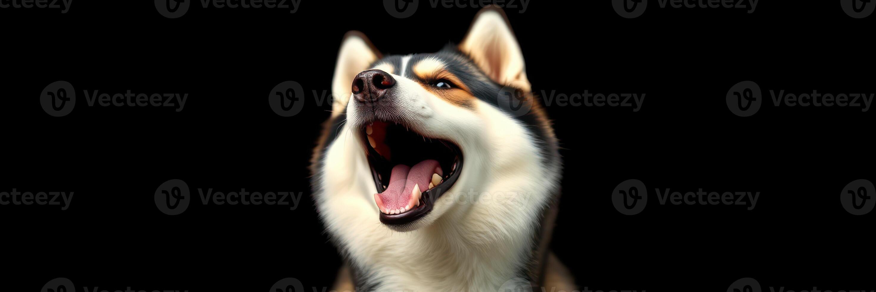 Happy husky with mouth open on black background expressing joy and energy in a playful moment photo