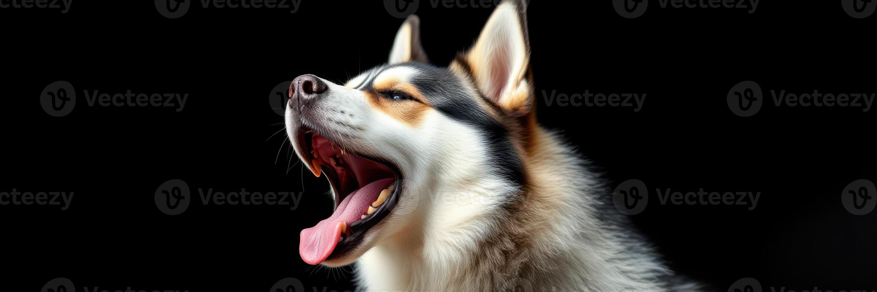 Majestic husky yawning against a dark background showcasing its beauty and personality photo