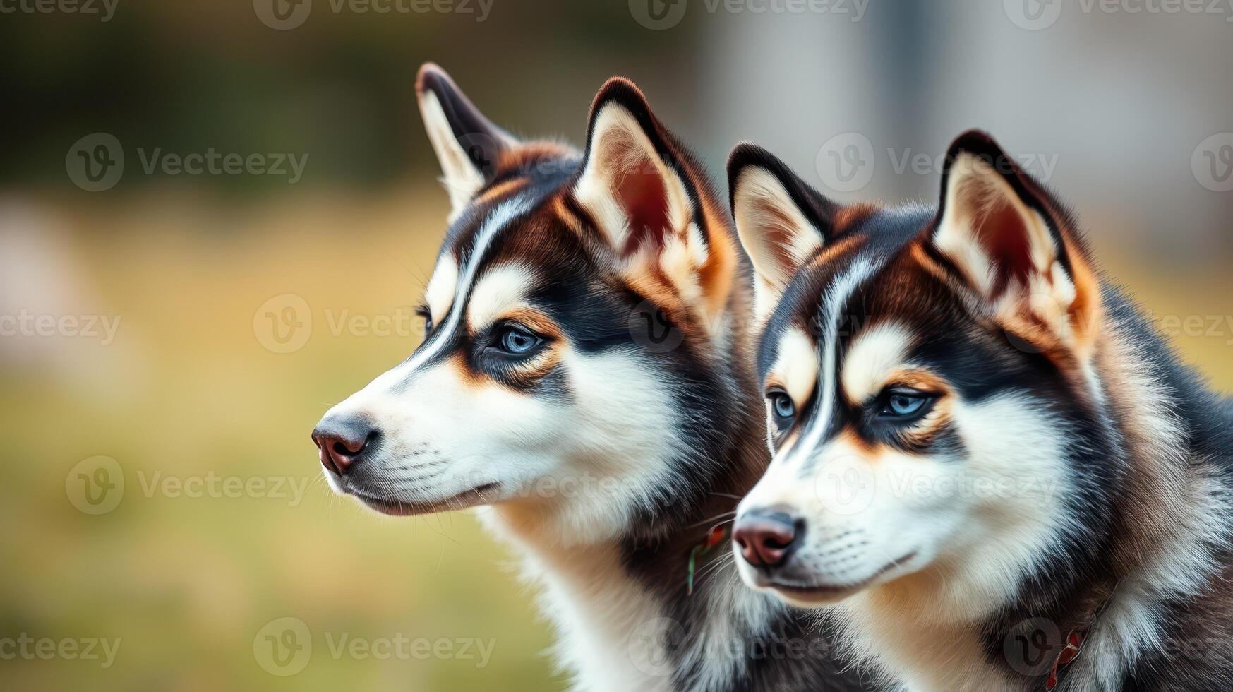 Two husky puppies sitting side by side in a sunny outdoor setting enjoying the warm afternoon light photo