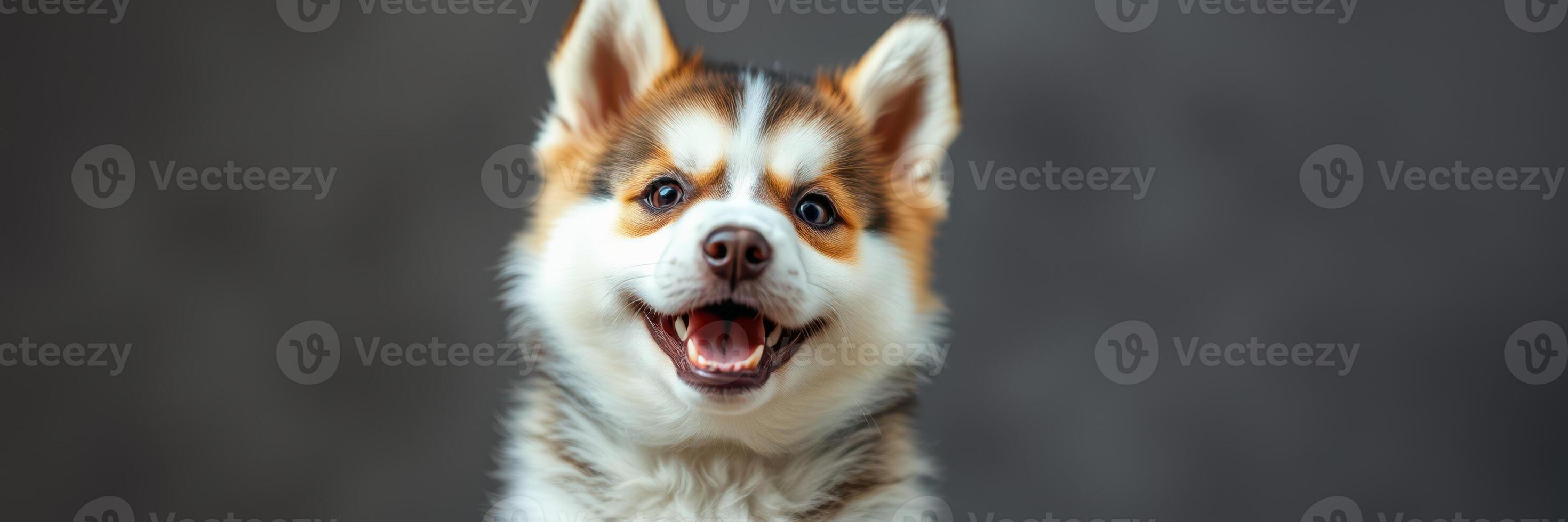 Happy, fluffy dog with a playful expression poses against a neutral backdrop indoors during a photoshoot photo