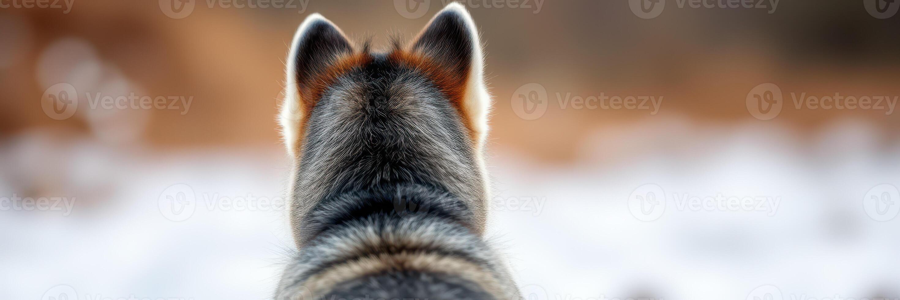 Dog enjoys snowy landscape while sitting quietly in the winter sunlight by the forest photo