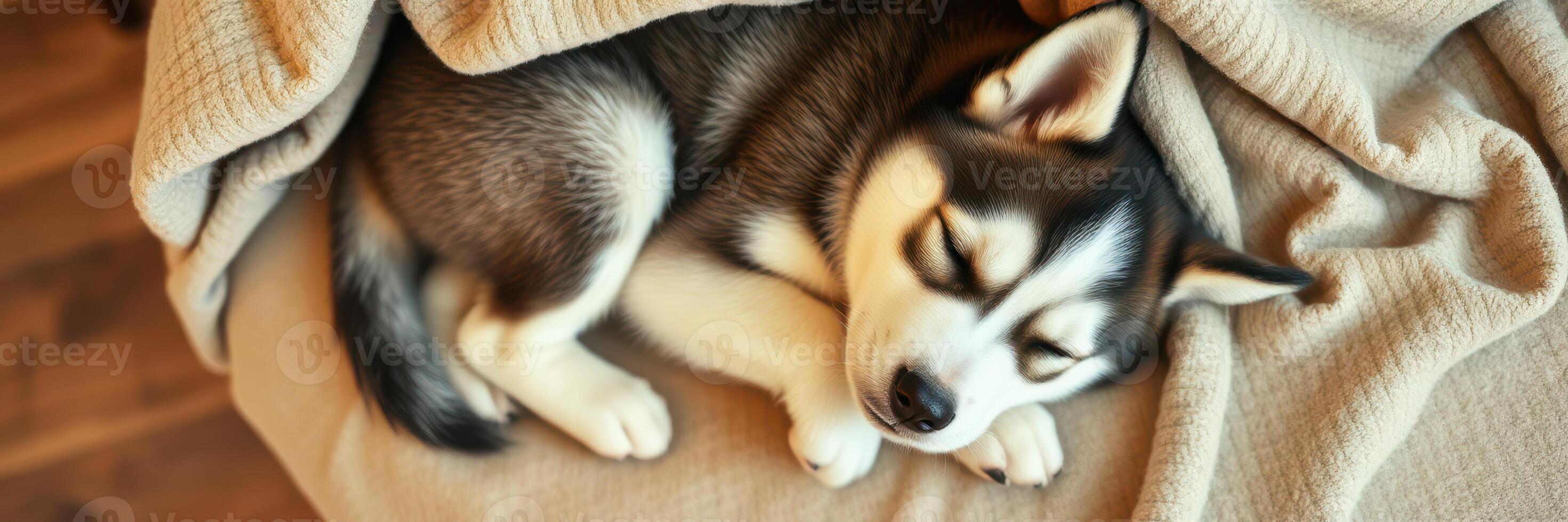 Cozy husky puppy sleeping peacefully on a blanket in a warm living room environment during the day photo
