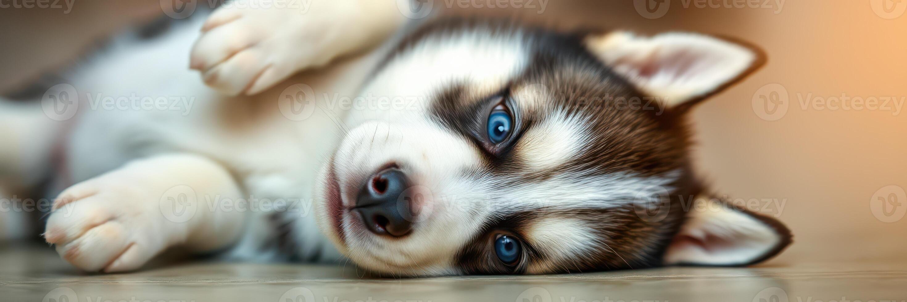 Cute husky puppy playing on a soft surface indoors while looking curiously at the camera in the afternoon light photo