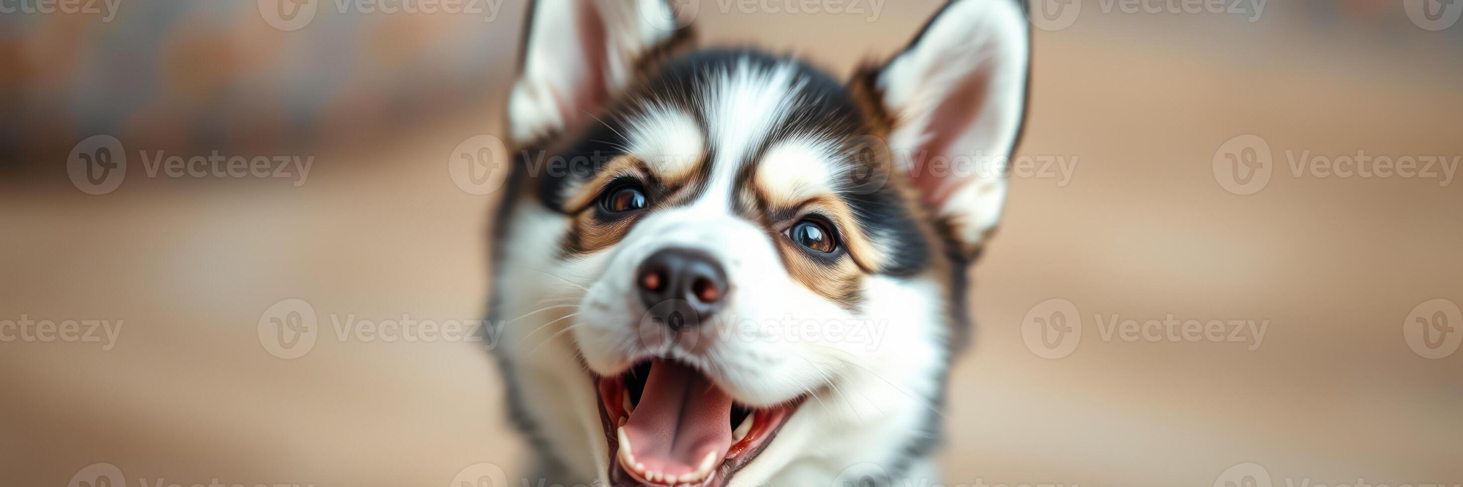 Happy husky puppy playing indoors on a sunny afternoon with a joyful expression and fluffy fur photo