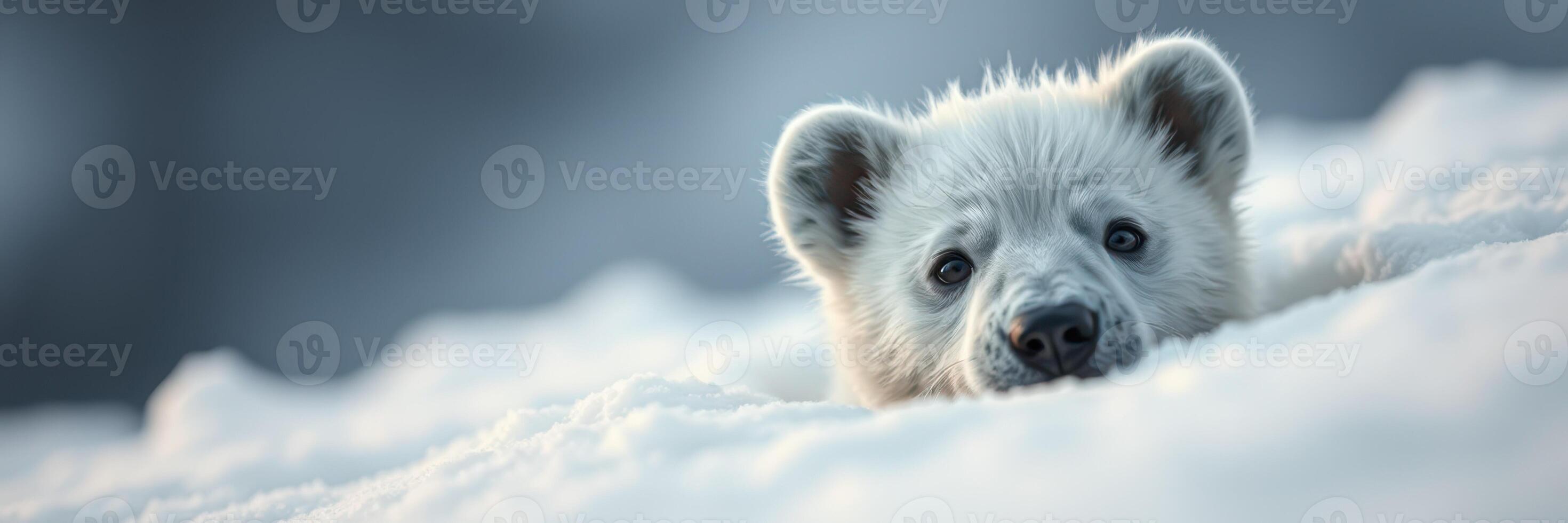 Snow-covered landscape features a curious polar bear cub peeking from behind the snow photo