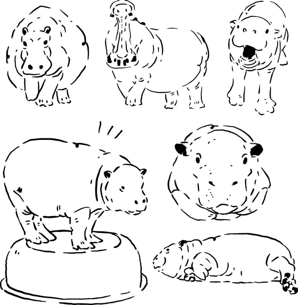 Line art of a hippo in many poses. vector