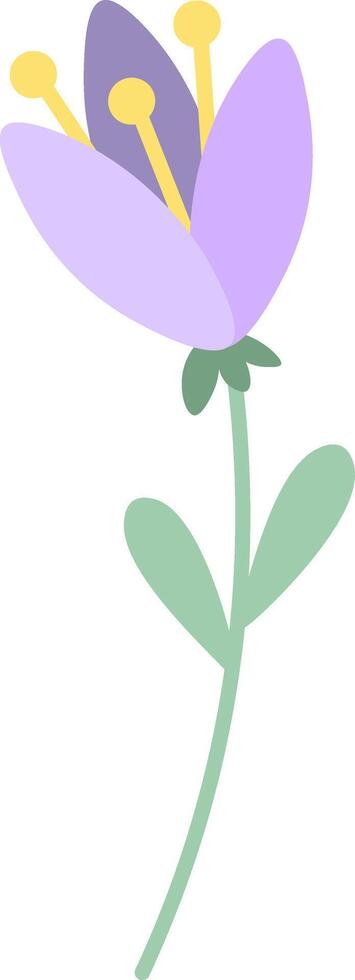 Saffron flower displaying vibrant purple petals and striking yellow stigmas, gracefully growing on a slender green stem with delicate leaves, illustrated in a flat design vector