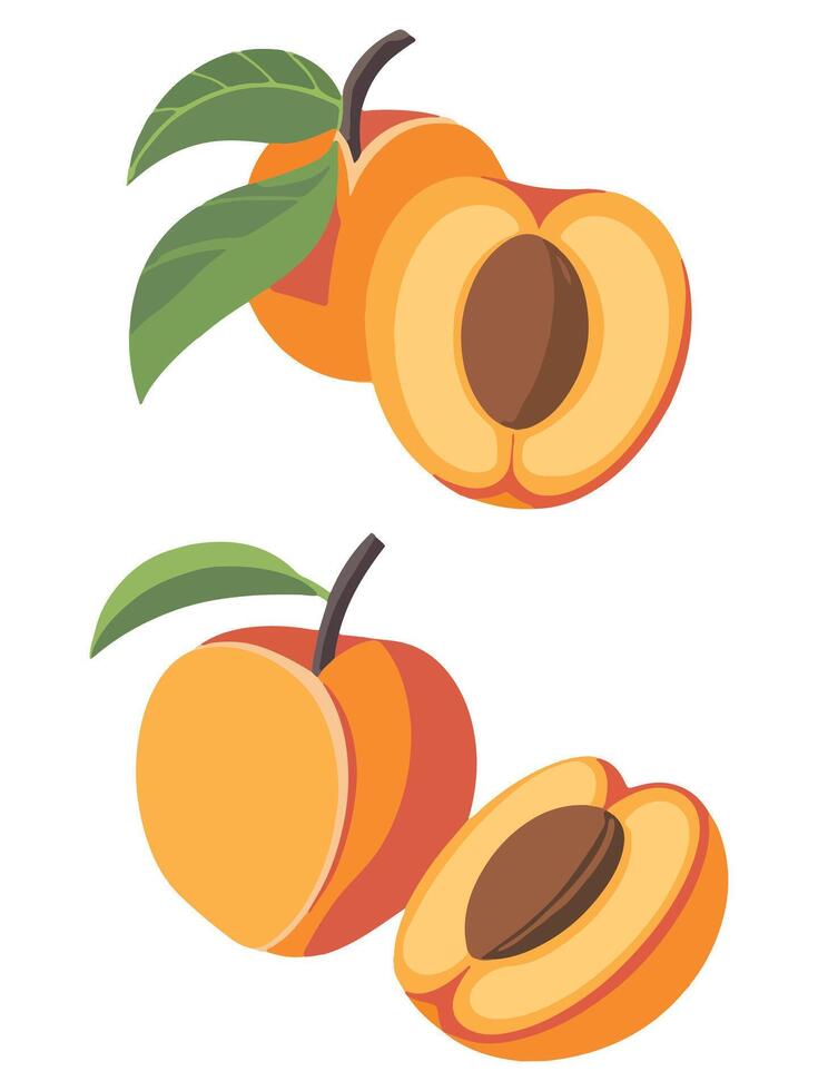 Flat Set of Apricot Icons Juicy Summer Fruit Branch with Flowers vector