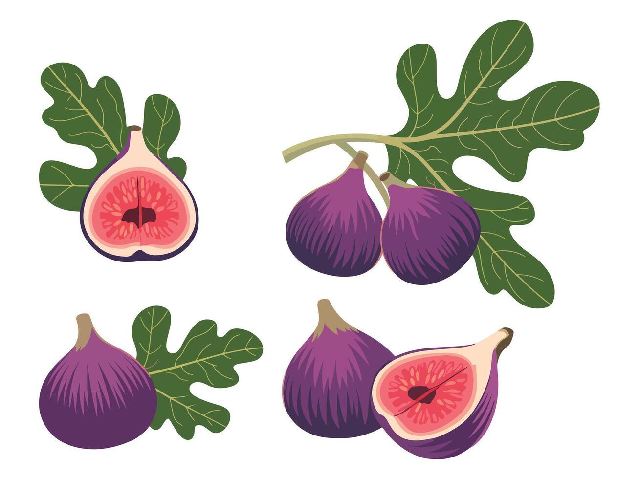 Whole and Sliced Fig Fruit with Thin Skin and Tiny Seeds vector