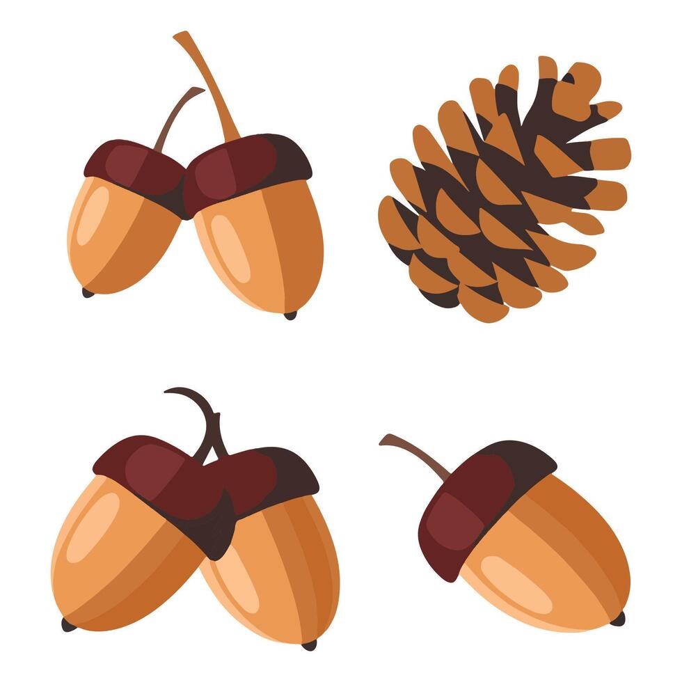 Big Acorns and Brown Fir or Pine Cones vector